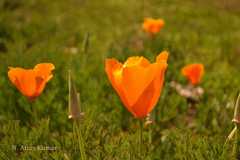 Eschscholzia californica